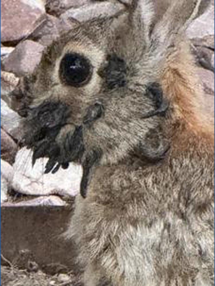 Colorade Rabbits Colorado rabbits show bizarre' 'tentacle' growths on their heads ...