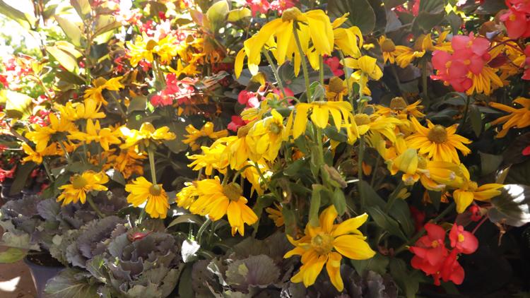 Proctor's Garden: Add color to your fall garden