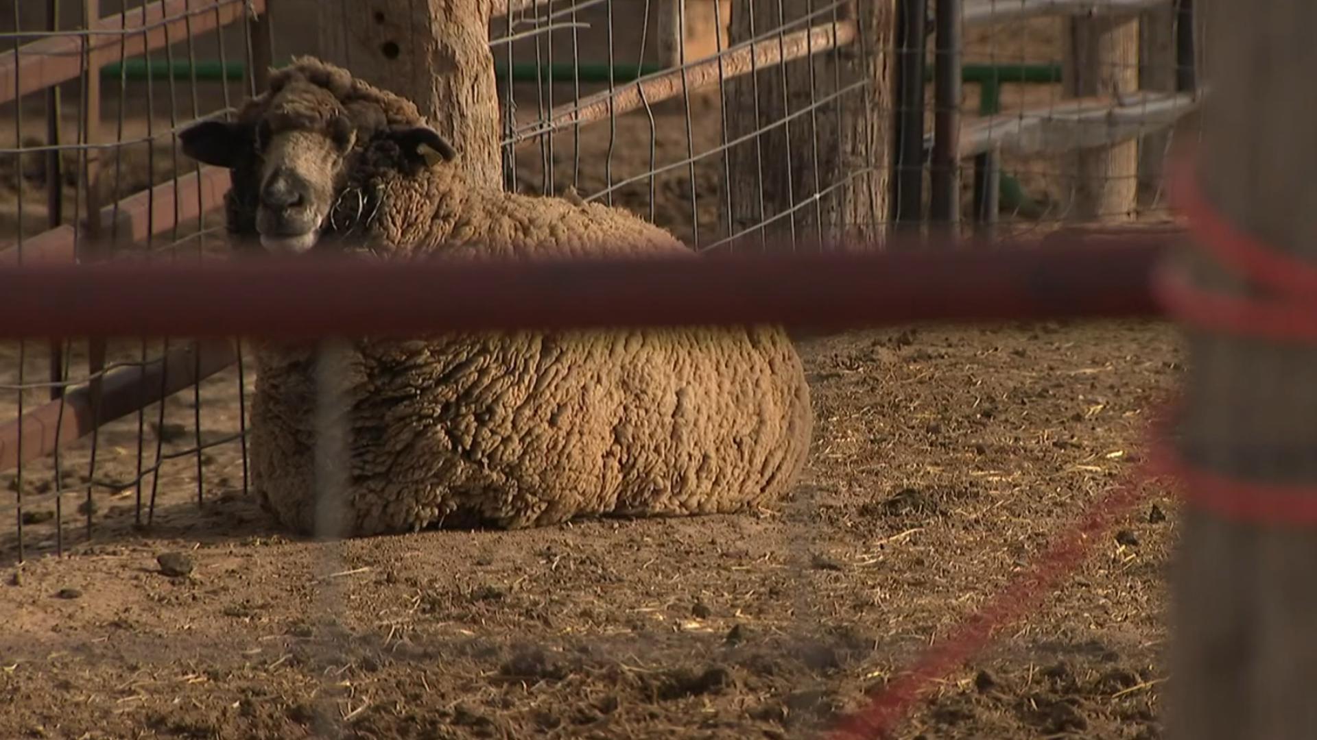 Coyotes suspected in attacks at Colorado ranch | wnep.com