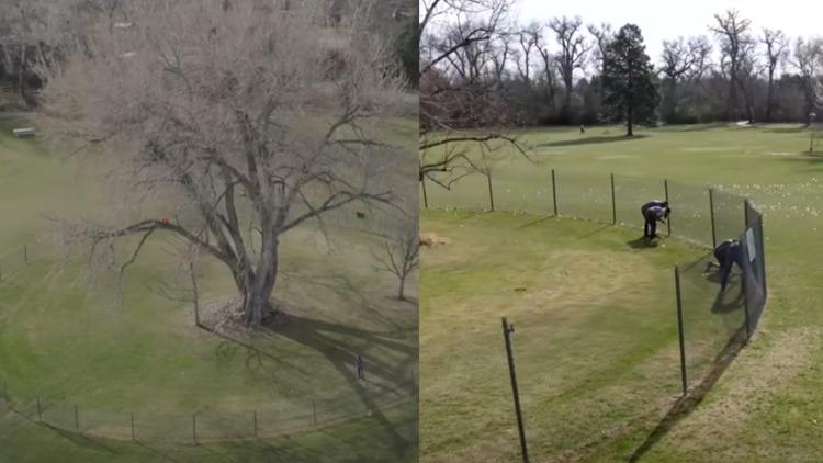Fence around historic Colorado cottonwood removed after 21 years