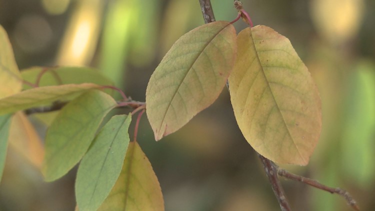 Here is why you should keep your leaves in your garden and not prune roses in the fall