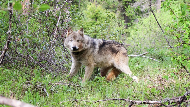 CPW releases draft plan for Colorado wolf reintroduction