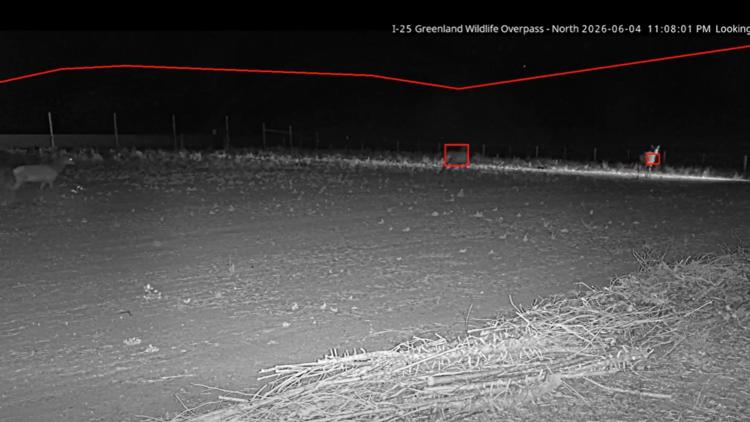 First elk recorded crossing Greenland Wildlife Overpass in Douglas County