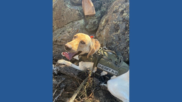 Dog finds 3 lost children who wandered away from Colorado campsite