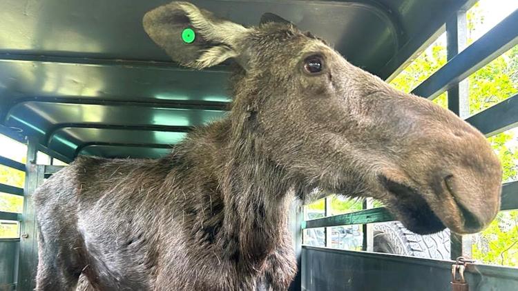 A week of loose moose: Agencies report moose sightings around Colorado