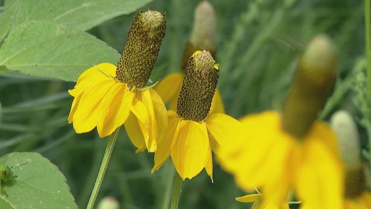 Colorado wildflower hikes (and how to identify the flowers you see)