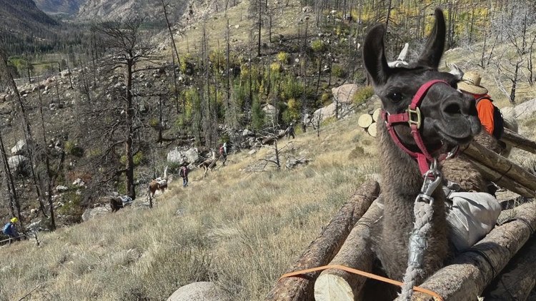 Llamas help Greeley keep their water supply clean, safe to drink