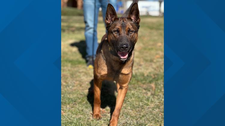 K9 who helped arrest 28 criminals dies at age 4