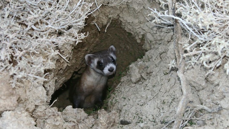 "It's absolutely a species worth saving" | Conservation, cloning, breeding helping to save the black-footed ferret