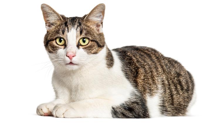 11 Colorado cats sickened with bird flu