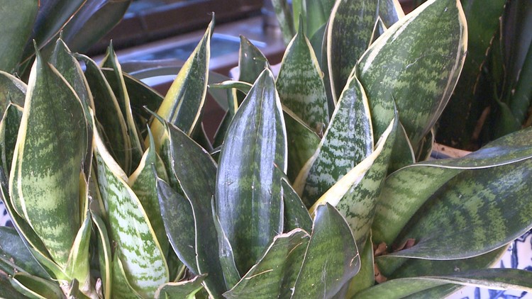 Proctor's Garden: Houseplant how-to