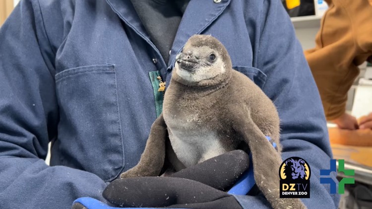 African penguin born to first-time parents at Denver Zoo