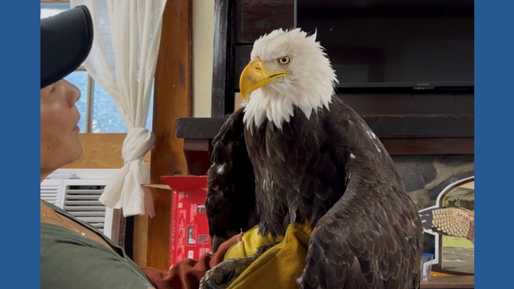 Jackie, California's famous bald eagle, will have remains processed in Colorado