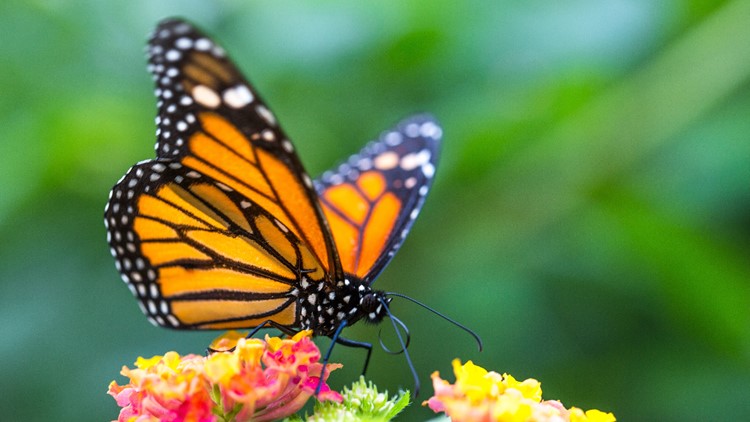 How you can help save endangered monarch butterflies