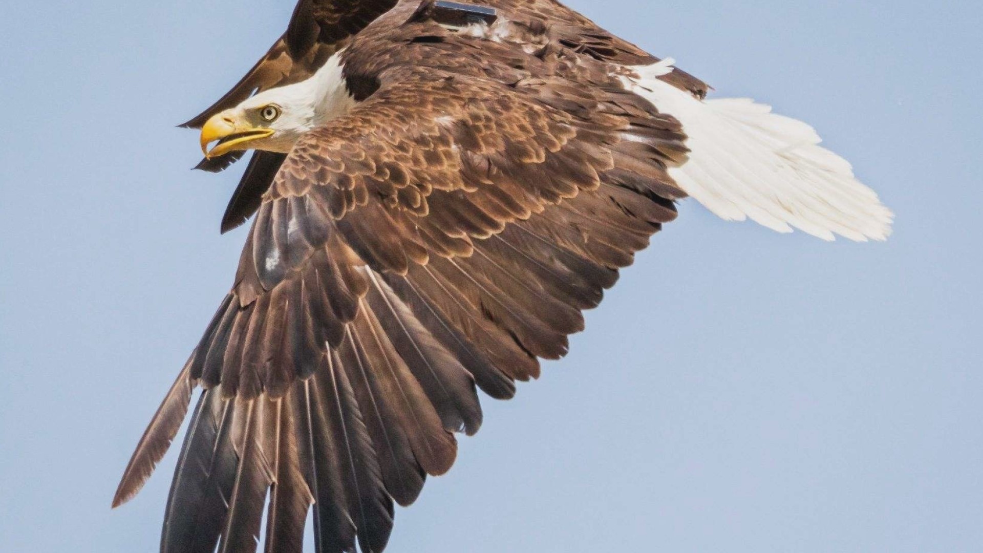 Federal review of bald eagle nest removal in Auburn | rocketcitynow.com