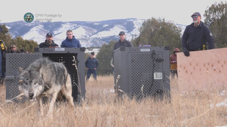 Colorado Parks and Wildlife will not delay wolf release