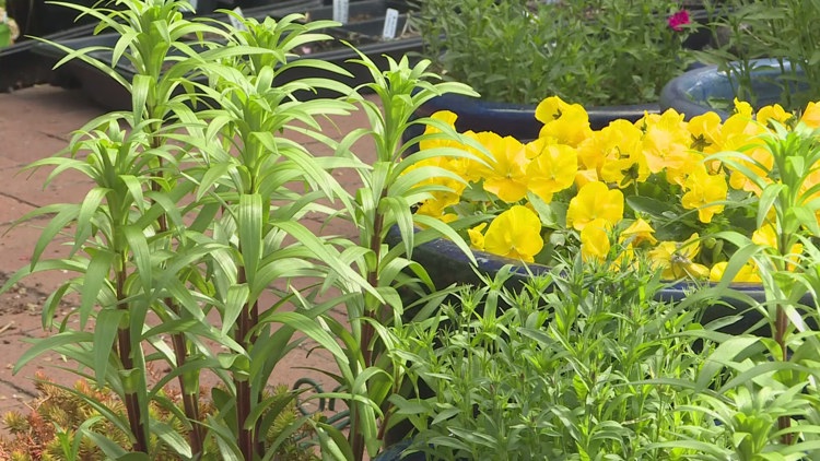 Take your time transplanting greenhouse plants outdoors