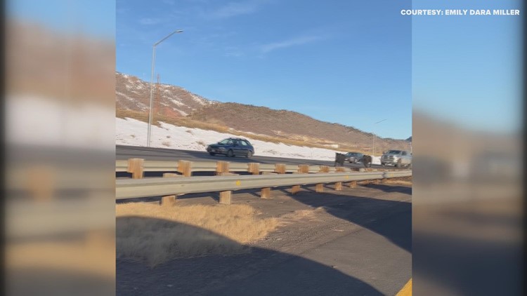 Watch: Cows run loose on C-470 west of Denver