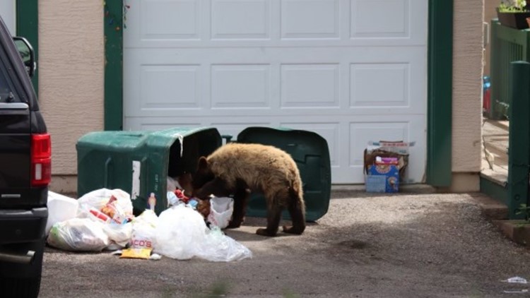 CPW warns residents to be 'Bear Aware' as interactions increase