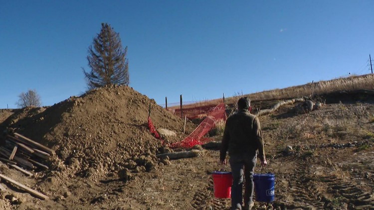 Louisville man sets up 6 buckets everyday to save 1 tree burned in Marshall Fire