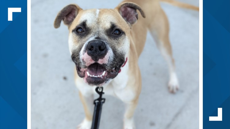 Denver Animal Shelter offering 'foster fail' special