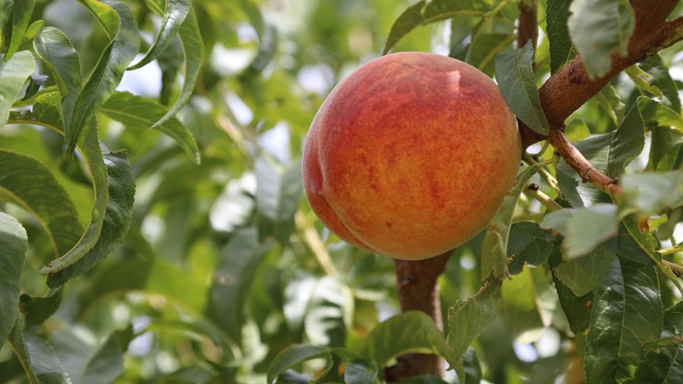 'A pretty incredible gift': From blossom to market on a Palisade peach farm
