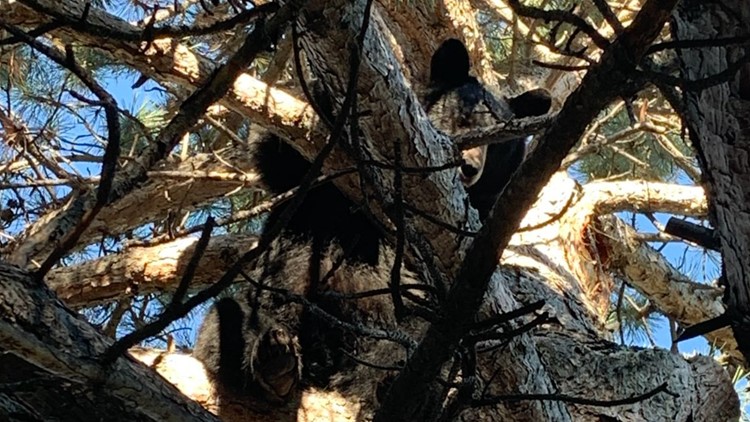 Bear found in tree on CSU campus
