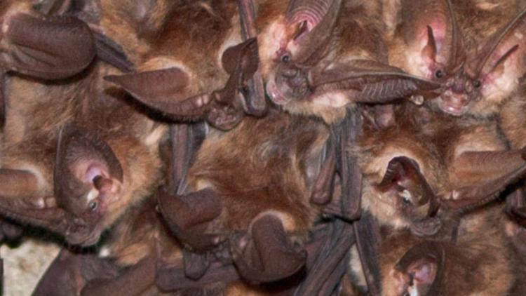 Rabid bats found in Colorado county