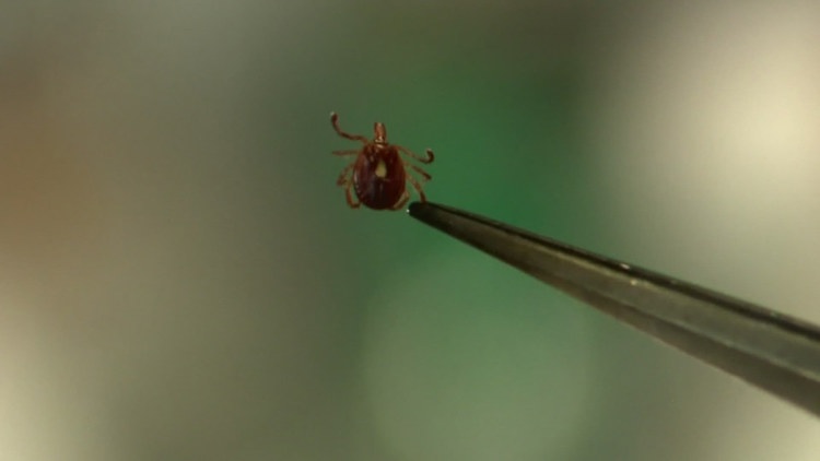 Heart failure in the young, a breast cancer warning and why this tick season demands your attention