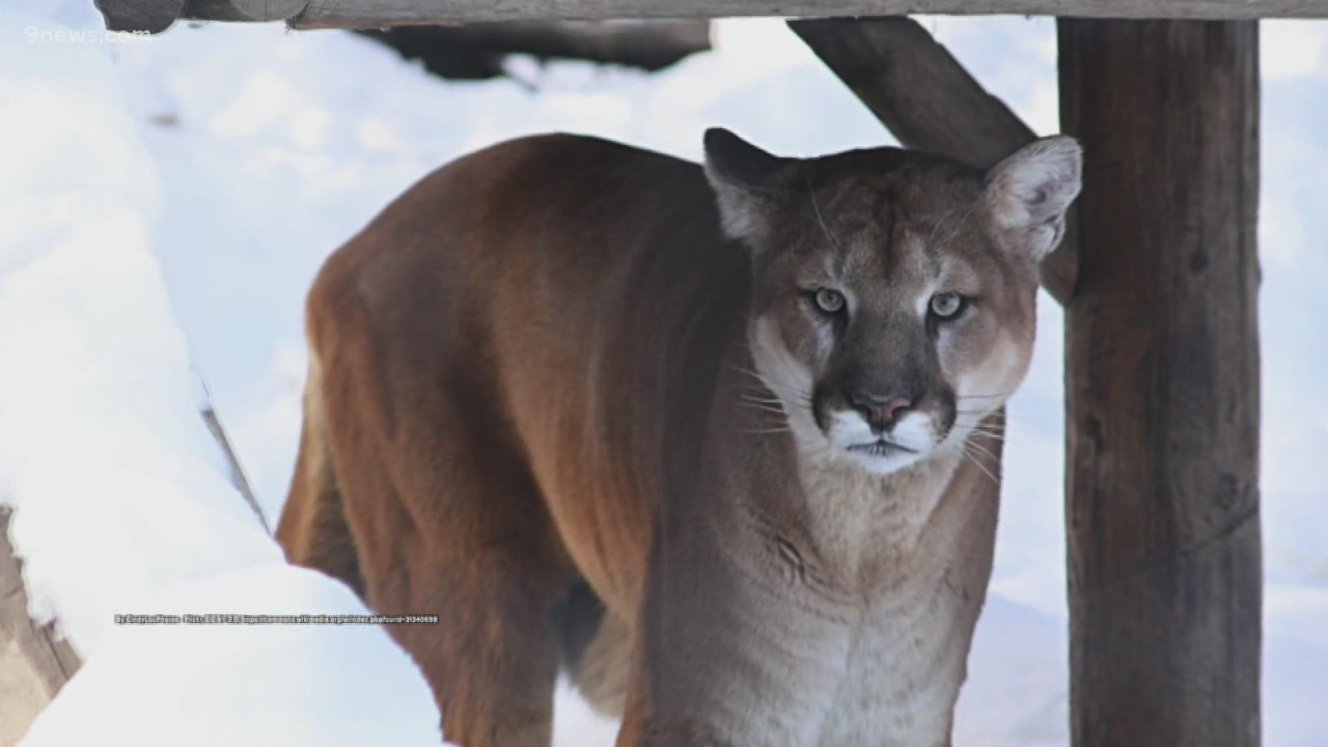Colorado Parks and Wildlife said this is the state's first reported mountain lion attack since Feb. 27, 2022.