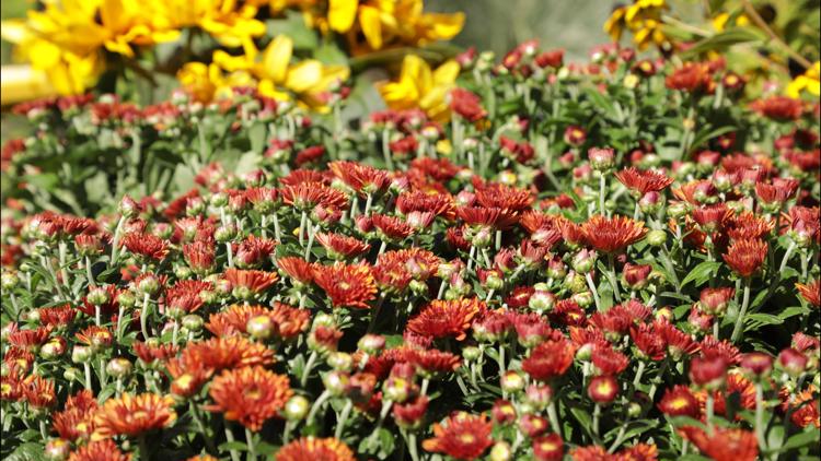 Proctor's Garden: Fall is for planting