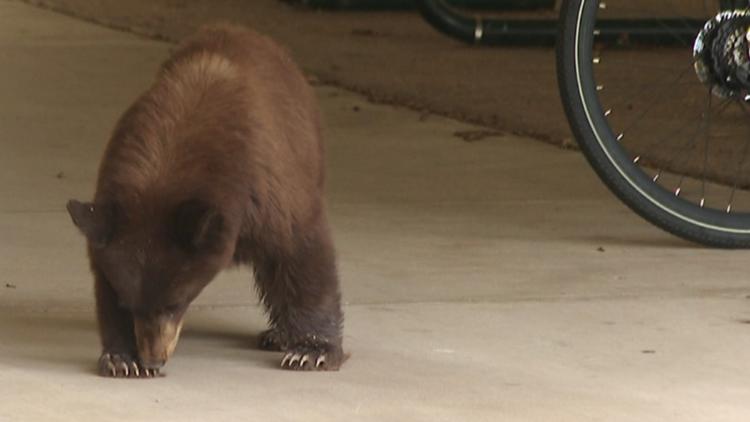 Bear crashes Colorado State campus during move-in day
