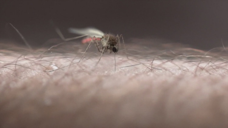 Another West Nile death reported in Colorado