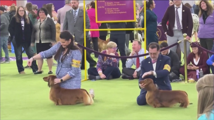 Here's which breed was named top dog at the 149th Westminster Kennel Club dog show