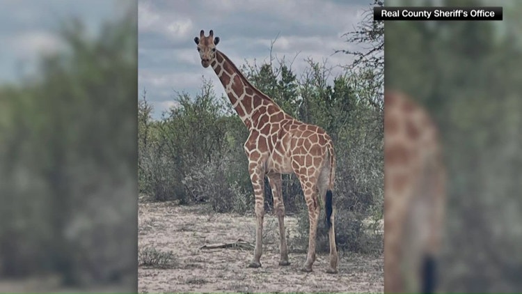 Veterinarian describes safe return of Gracie the giraffe after escape: 'A lot of prayers and a lot of good luck'