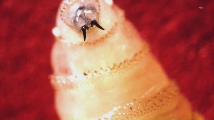 USDA: Suspected case of screwworm in South Texas would be first case in U.S. if confirmed