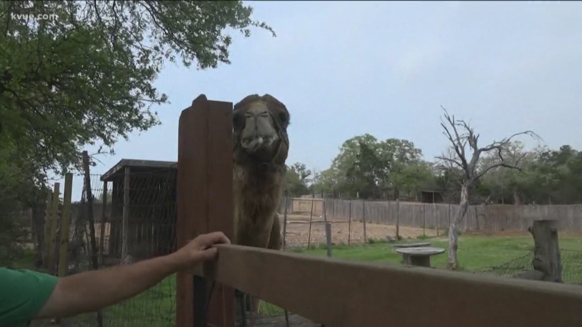Animals at a Bastrop County zoo came dangerously close to not having any food.