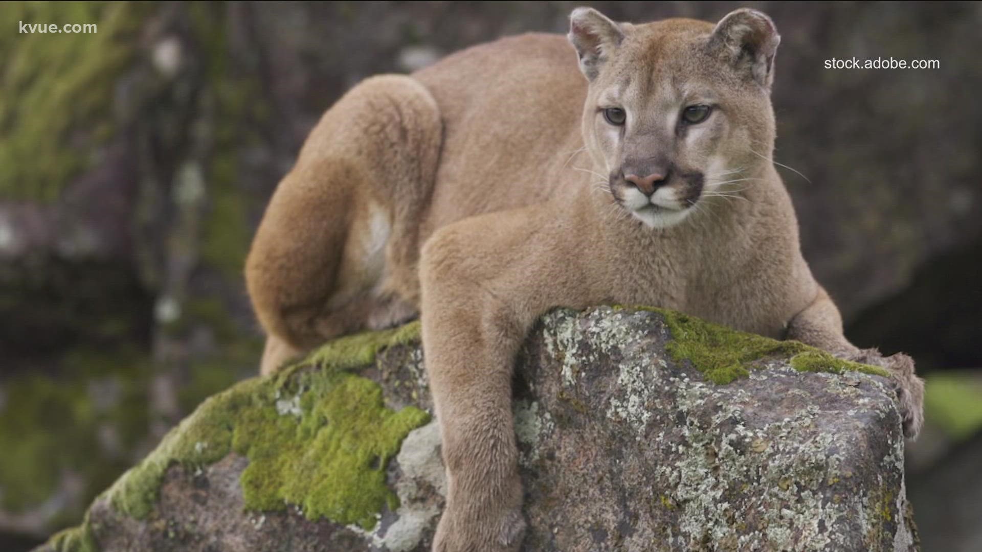The Texas Parks and Wildlife Department is investigating two possible sightings of mountain lions in San Marcos.