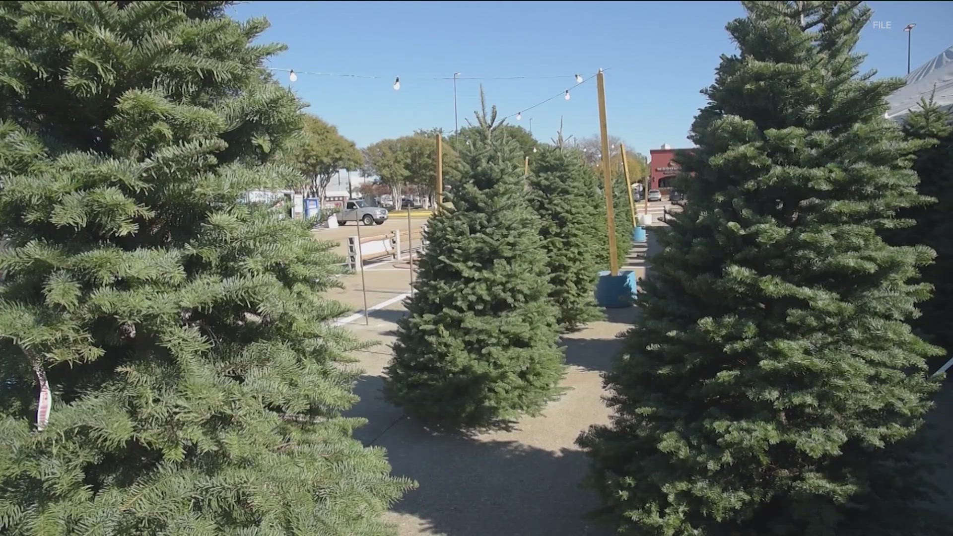 Over at Howell Tree Farm in Cumming, owners say they're already a bit picked over after this past weekend.