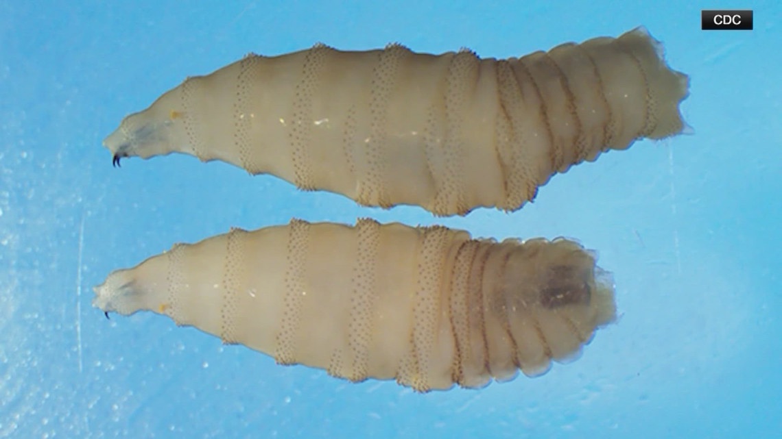   All hands on deck  | US prepares for infestations of flesh - eating fly as Texas issues disaster declaration