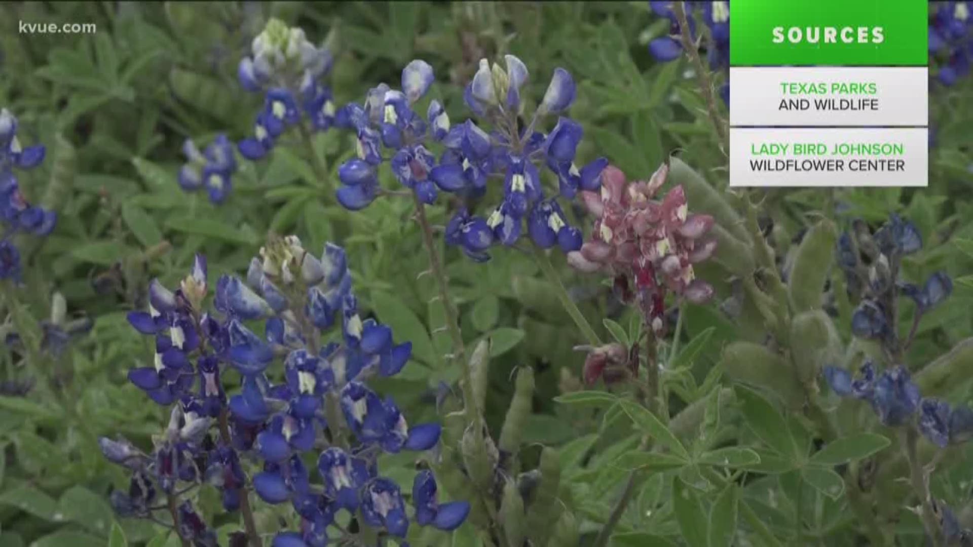 Is it really illegal to walk over bluebonnets? KVUE looked into it.