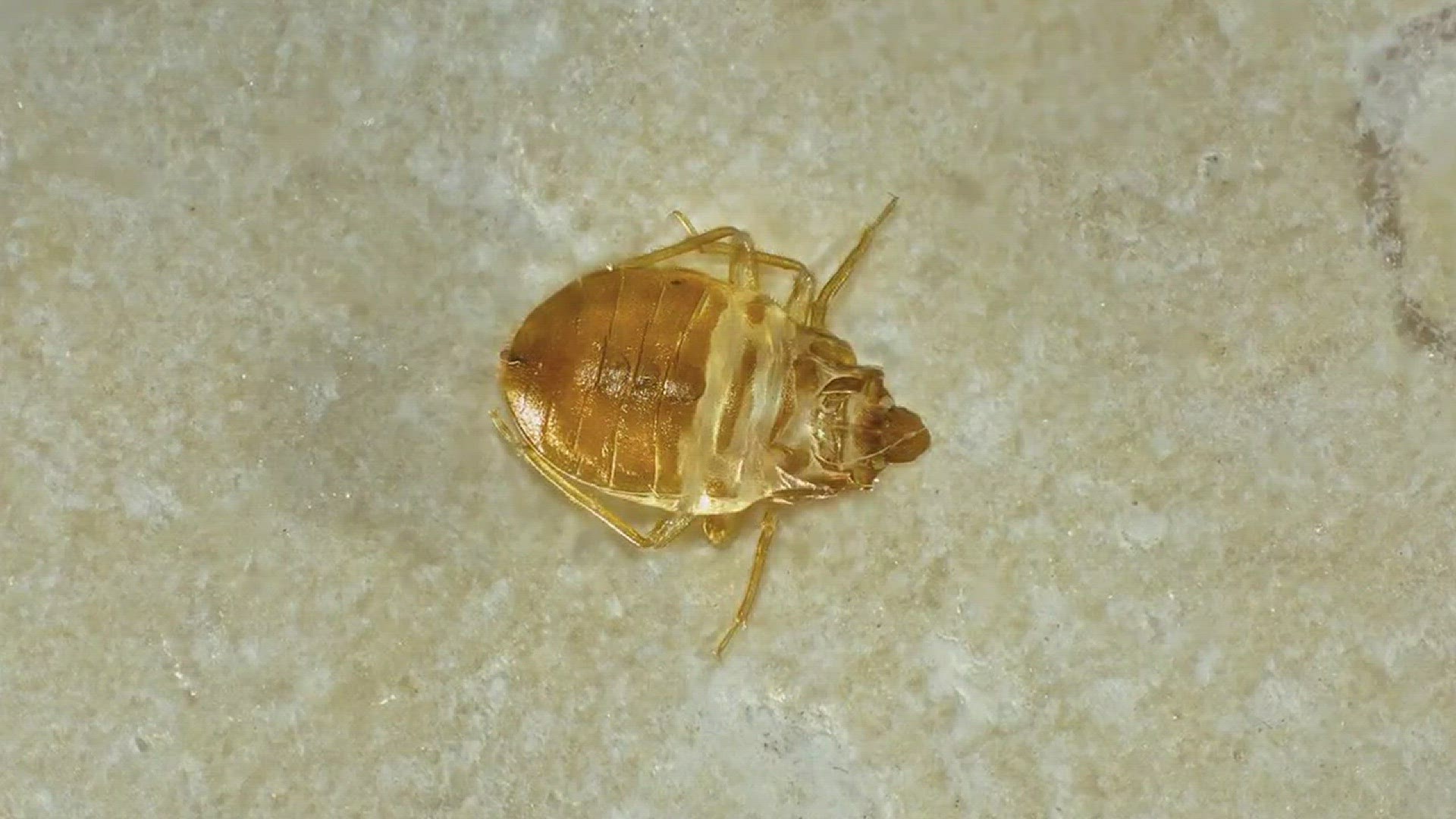 50 Worst Cities For Bed Bugs: Is Yours On The List?