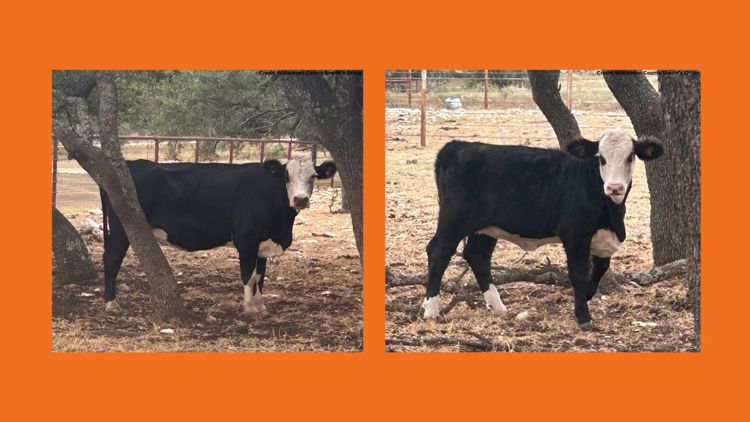 Williamson County Sheriff's Office searching for owner of cow, calf