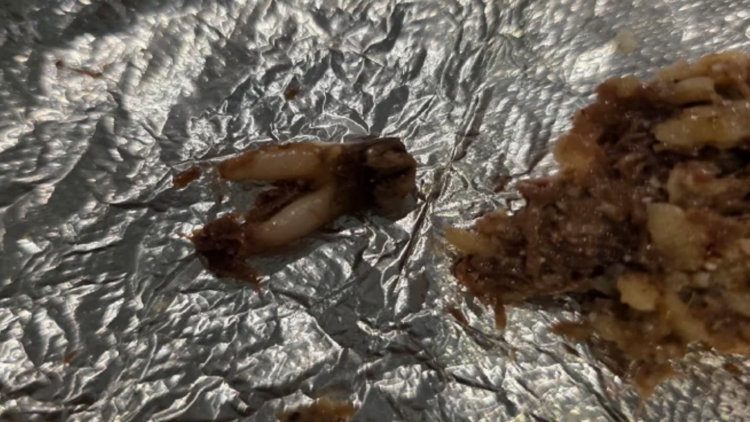 Texas customer sues after she found cow tooth in taco at fast-casual chain