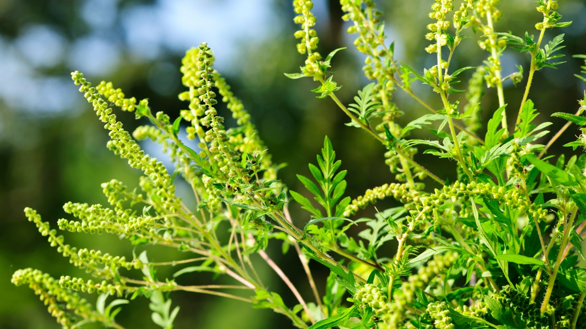 Ragweed causes kick up in seasonal allergies: What to know | weareiowa.com