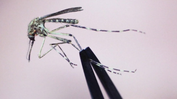 Two Copperopolis chickens test positive for West Nile virus