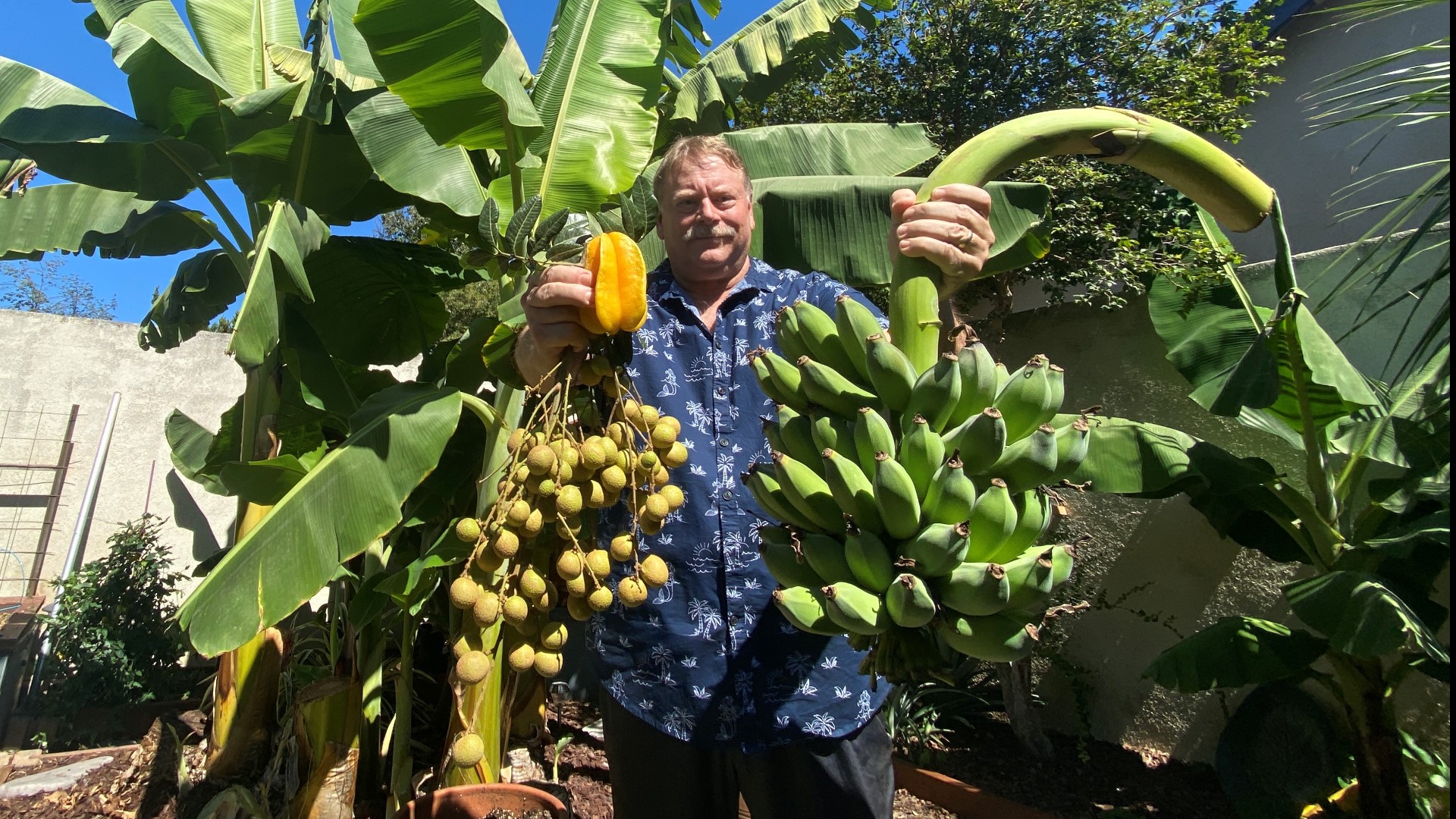 The Modesto man teaching neighbors to grow tropical fruit on YouTube!