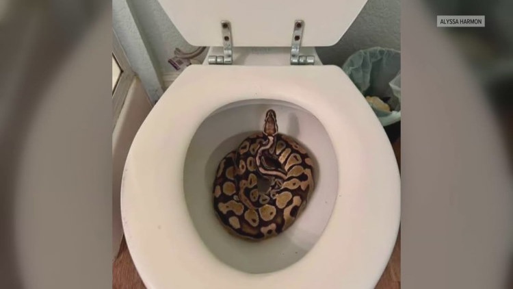 A woman found a ball python in her toilet. Now she has answers on how it got there.