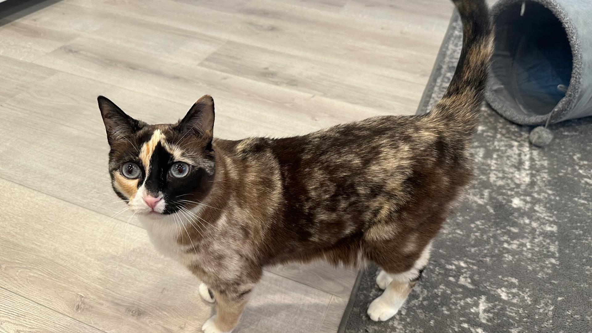 The cat Galena mysteriously disappeared from the home and was found miles away at an Amazon warehouse. The cat and owner were eventually reunited.