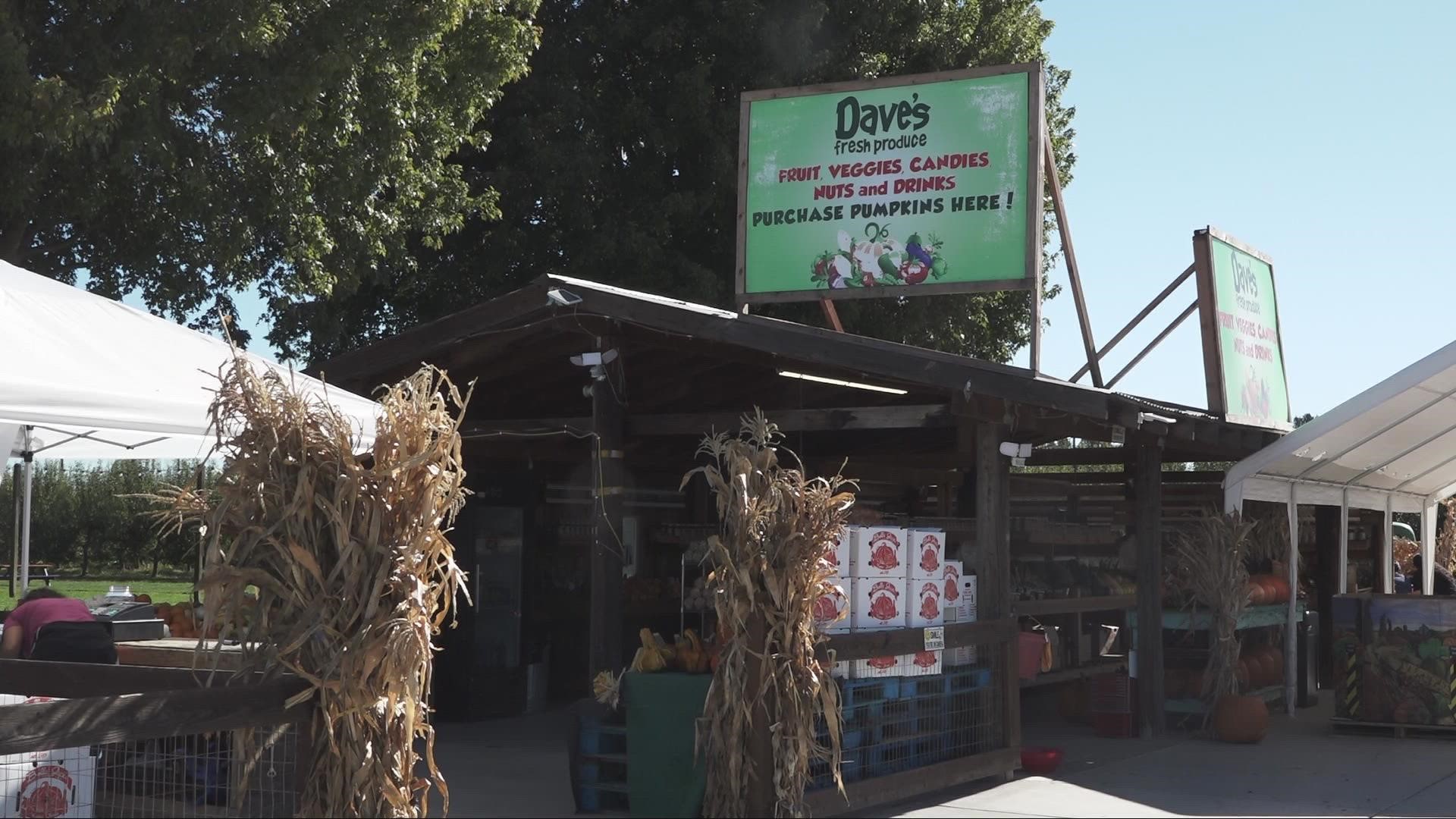 Dave's Pumpkin Patch patch has officially opened to the public for its 33rd year in West Sacramento through the end of October.